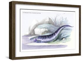 Gymnotus Fasciatus-Robert Hermann Schomburgk-Framed Art Print