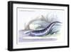 Gymnotus Fasciatus-Robert Hermann Schomburgk-Framed Art Print