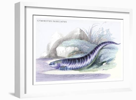 Gymnotus Fasciatus-Robert Hermann Schomburgk-Framed Art Print