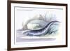 Gymnotus Fasciatus-Robert Hermann Schomburgk-Framed Art Print