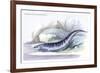 Gymnotus Fasciatus-Robert Hermann Schomburgk-Framed Art Print