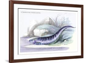 Gymnotus Fasciatus-Robert Hermann Schomburgk-Framed Art Print