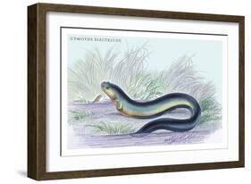 Gymotus Electricus-Robert Hermann Schomburgk-Framed Art Print