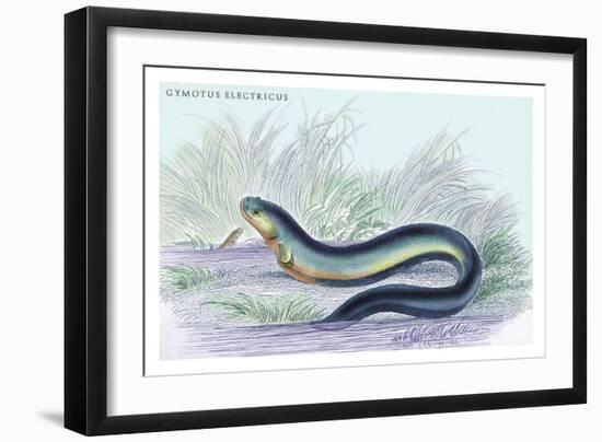 Gymotus Electricus-Robert Hermann Schomburgk-Framed Art Print