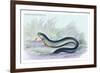 Gymotus Electricus-Robert Hermann Schomburgk-Framed Art Print