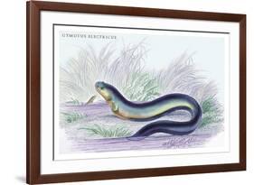 Gymotus Electricus-Robert Hermann Schomburgk-Framed Art Print