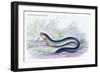 Gymotus Electricus-Robert Hermann Schomburgk-Framed Premium Giclee Print