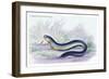 Gymotus Electricus-Robert Hermann Schomburgk-Framed Art Print