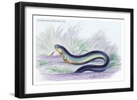 Gymotus Electricus-Robert Hermann Schomburgk-Framed Art Print