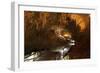 Gyokusendo Is a Giant Underground Cave, Okinawan Island, Japan-Paul Dymond-Framed Photographic Print