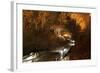 Gyokusendo Is a Giant Underground Cave, Okinawan Island, Japan-Paul Dymond-Framed Photographic Print