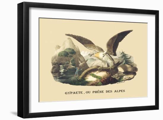 Gypaete, Ou Phene des Alpes-E.f. Noel-Framed Art Print