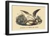 Gypaete, Ou Phene des Alpes-E.f. Noel-Framed Art Print