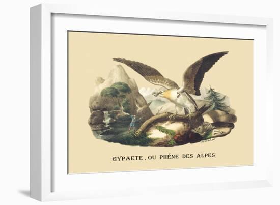 Gypaete, Ou Phene des Alpes-E.f. Noel-Framed Art Print