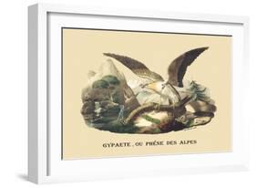 Gypaete, Ou Phene des Alpes-E.f. Noel-Framed Art Print