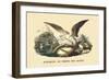 Gypaete, Ou Phene des Alpes-E.f. Noel-Framed Art Print