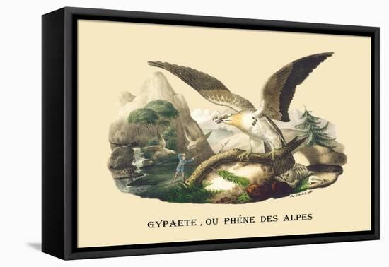 Gypaete, Ou Phene des Alpes-E.f. Noel-Framed Stretched Canvas