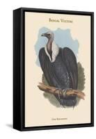 Gyps Bengalensis - Bengal Vulture-John Gould-Framed Stretched Canvas