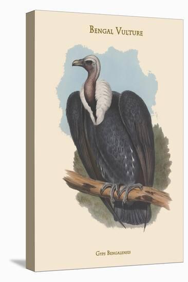 Gyps Bengalensis - Bengal Vulture-John Gould-Stretched Canvas