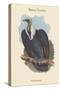 Gyps Bengalensis - Bengal Vulture-John Gould-Stretched Canvas