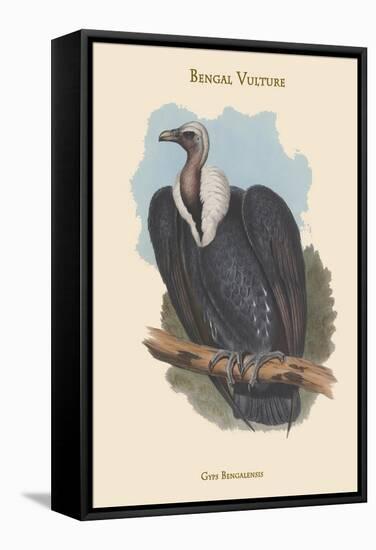 Gyps Bengalensis - Bengal Vulture-John Gould-Framed Stretched Canvas