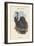 Gyps Bengalensis - Bengal Vulture-John Gould-Framed Art Print