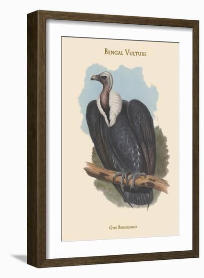 Gyps Bengalensis - Bengal Vulture-John Gould-Framed Art Print