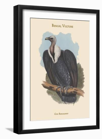 Gyps Bengalensis - Bengal Vulture-John Gould-Framed Art Print