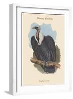 Gyps Bengalensis - Bengal Vulture-John Gould-Framed Art Print