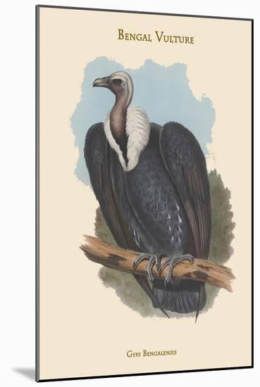 Gyps Bengalensis - Bengal Vulture-John Gould-Mounted Art Print