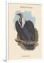 Gyps Bengalensis - Bengal Vulture-John Gould-Framed Art Print