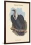 Gyps Bengalensis - Bengal Vulture-John Gould-Framed Art Print