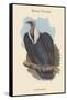 Gyps Bengalensis - Bengal Vulture-John Gould-Framed Stretched Canvas