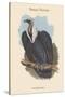 Gyps Bengalensis - Bengal Vulture-John Gould-Stretched Canvas