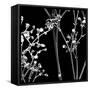 Gypsophilia on Black-Tom Quartermaine-Framed Stretched Canvas