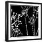 Gypsophilia on Black-Tom Quartermaine-Framed Giclee Print