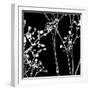 Gypsophilia on Black-Tom Quartermaine-Framed Giclee Print