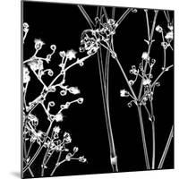 Gypsophilia on Black-Tom Quartermaine-Mounted Giclee Print