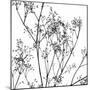 Gypsophilia on White-Tom Quartermaine-Mounted Giclee Print