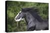 Gypsy Cob 001-Bob Langrish-Stretched Canvas