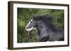 Gypsy Cob 001-Bob Langrish-Framed Photographic Print