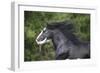 Gypsy Cob 001-Bob Langrish-Framed Photographic Print