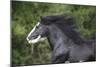 Gypsy Cob 001-Bob Langrish-Mounted Photographic Print