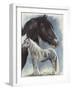 Gypsy Cob-Barbara Keith-Framed Giclee Print