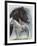 Gypsy Cob-Barbara Keith-Framed Giclee Print