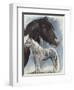 Gypsy Cob-Barbara Keith-Framed Giclee Print