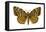 Gypsy Moth (Porthetria Dispar), Insects-Encyclopaedia Britannica-Framed Stretched Canvas