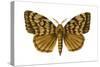 Gypsy Moth (Porthetria Dispar), Insects-Encyclopaedia Britannica-Stretched Canvas