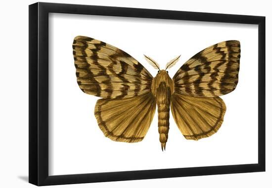 Gypsy Moth (Porthetria Dispar), Insects-Encyclopaedia Britannica-Framed Poster