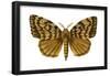 Gypsy Moth (Porthetria Dispar), Insects-Encyclopaedia Britannica-Framed Poster